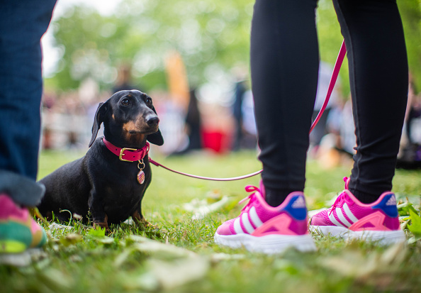 Dog on a leash