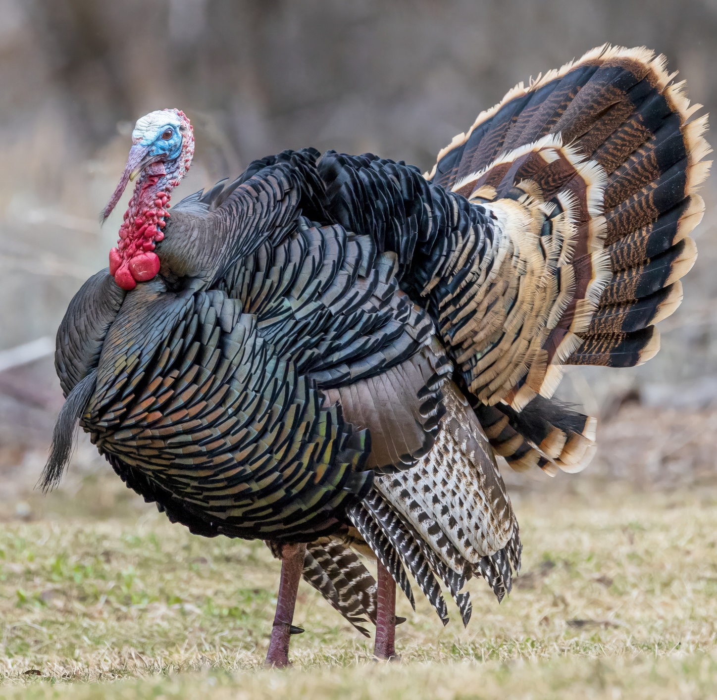 Tom Turkey